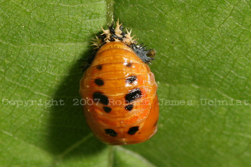Multi-colored Asian Lady Beetle Pupae - Harmonia axyridis.JPG
