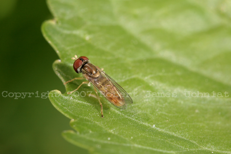 Fly07b.JPG
