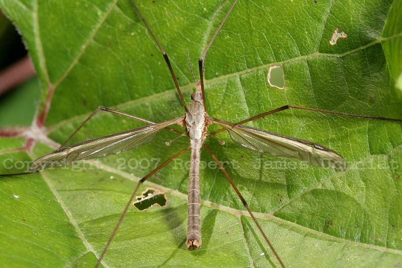 Tanyderidae - Crane Fly 07a.jpg
