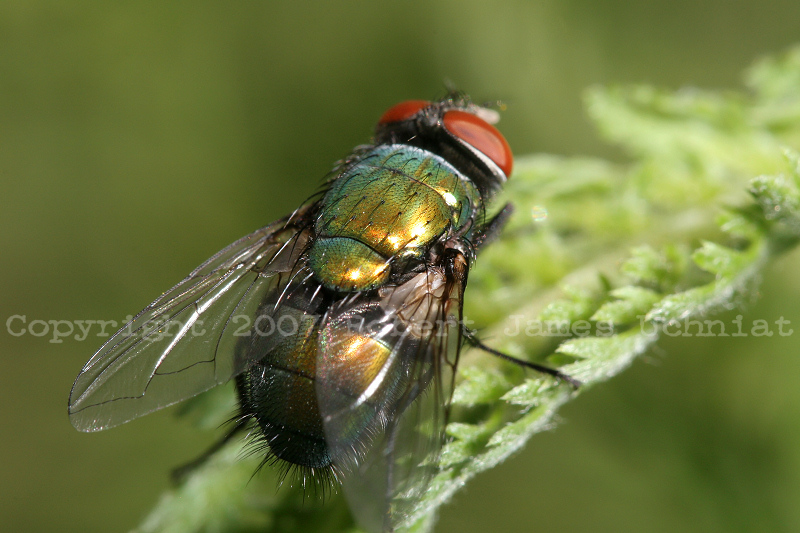 Greenbottle blow fly - Lucilia 07c.JPG
