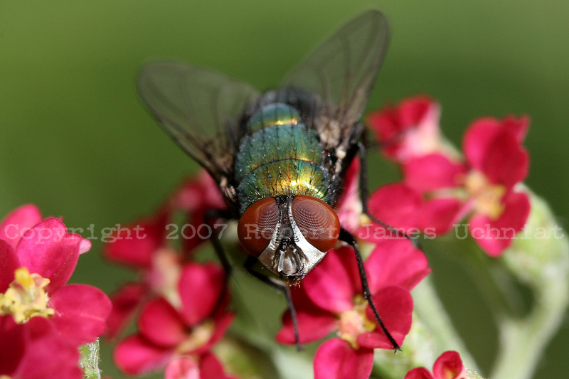 Greenbottle blow fly - Lucilia 07b.JPG