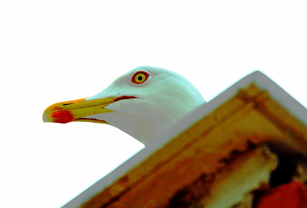 Seagull On A Column Above The Marmara Sea