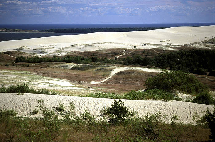 Sand dunes of the Curonian Strip
