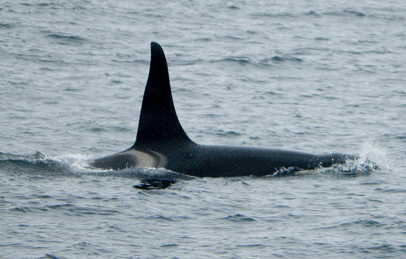 Dorsal fin of an orca or killer whale