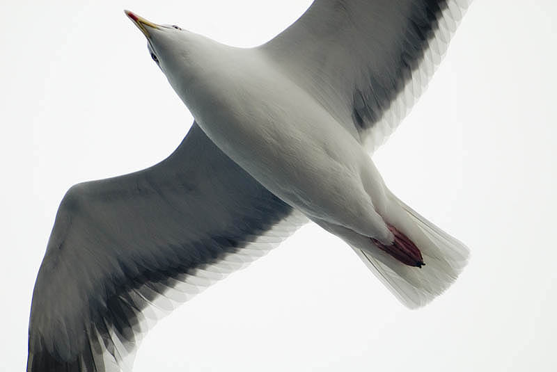 Slaty-backed gull