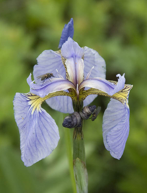 Wild iris