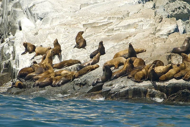 Colony of sea lions