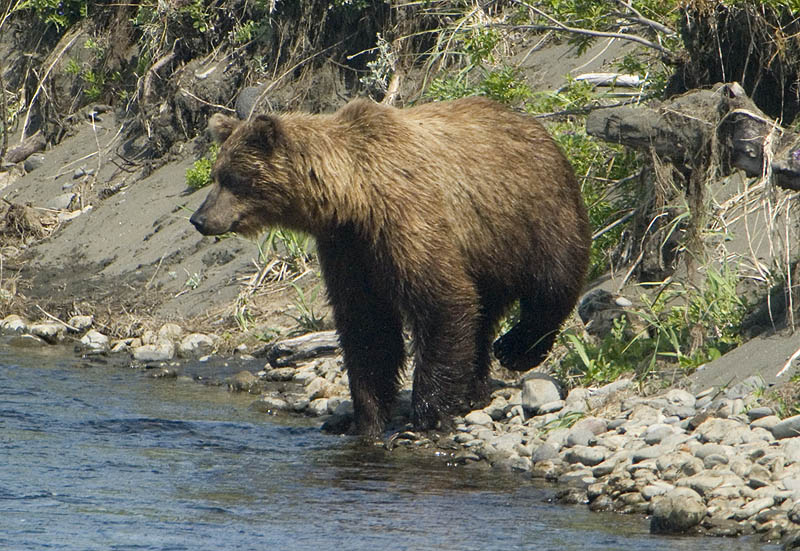Brown bear, Olga Bay