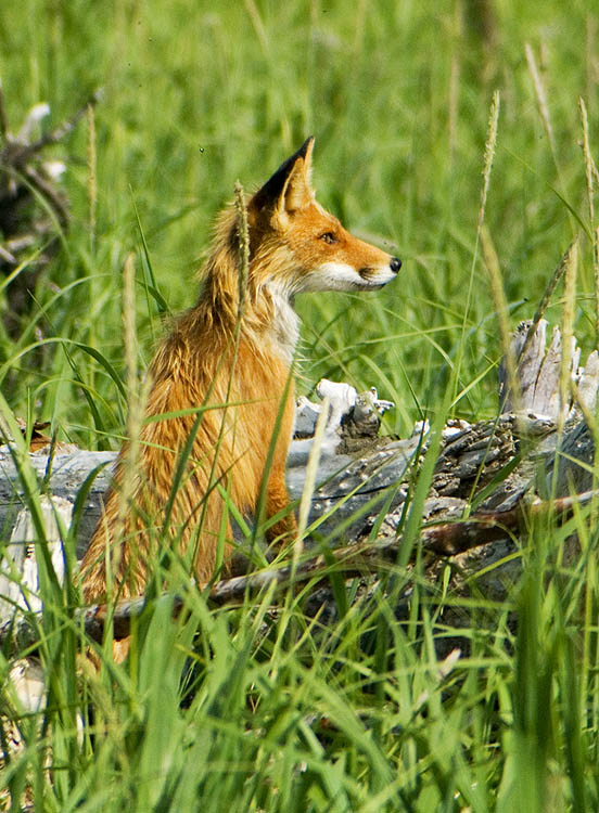 Red fox near Olga Bay