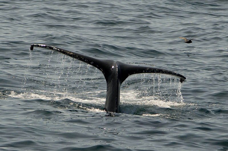 Fluke of an Orca or killer whale