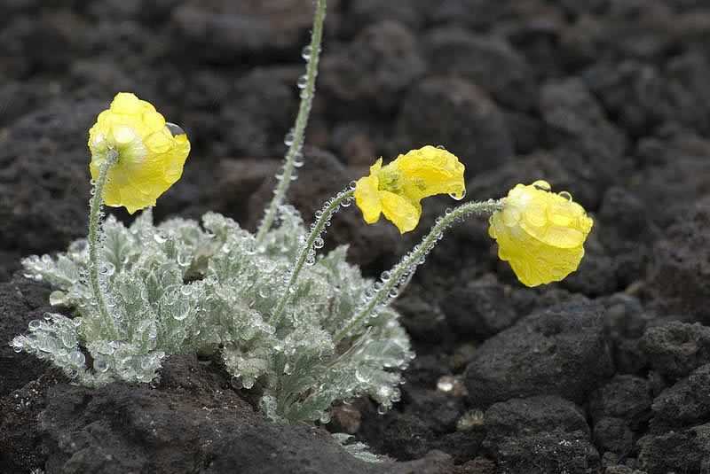 Poppies colonising a volcanic scree slope