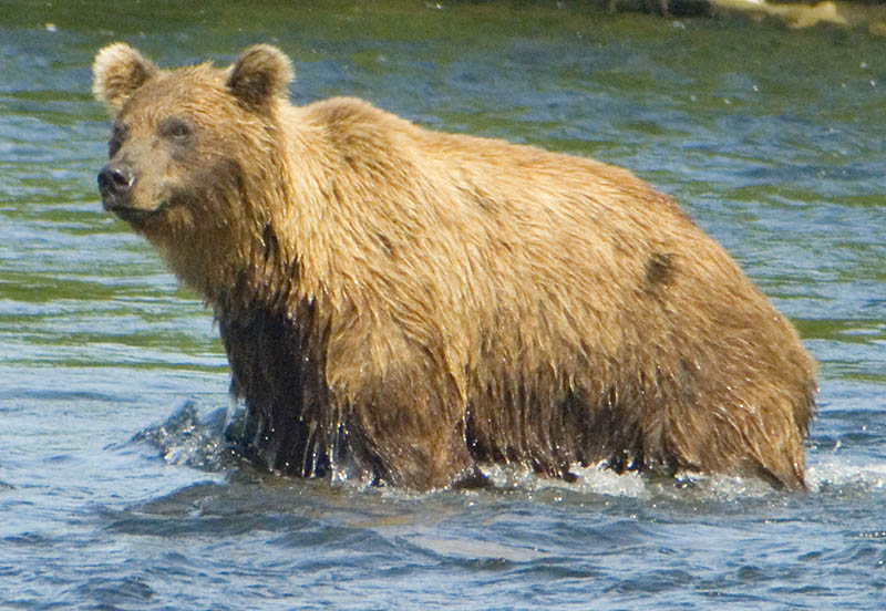 Brown bear, Olga Bay