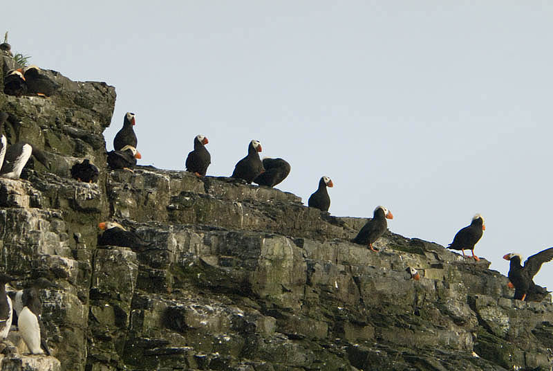 Puffins nesting, Cape Monati