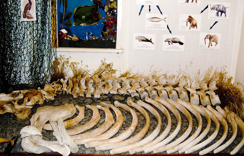 Skeleton of the extinct Steller's sea cow in the Nikol'skoye museum