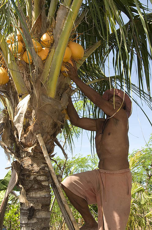 Harvesting a coconut