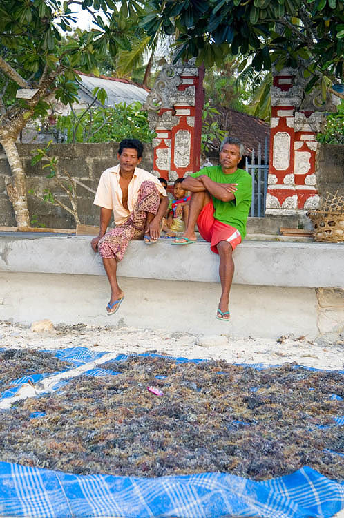 Seaweed drying