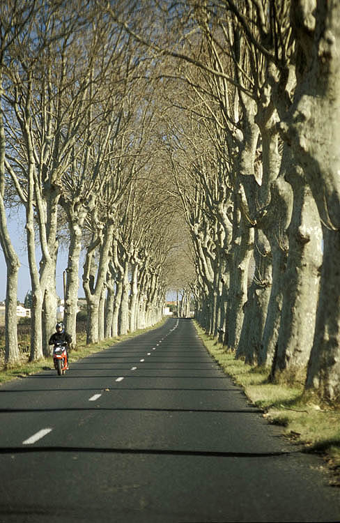 Country road, Herault