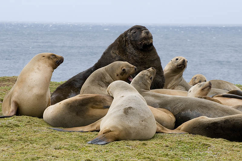 A male NZ (Hookers) Sea Lion with his harem on Enderby I., Sub-Antarctic NZ