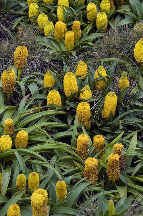'Yellow daisies' megaherb flowering on Enderby