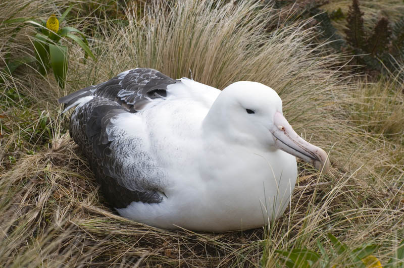 Southern Royal Albatross nesting on Campbell I.