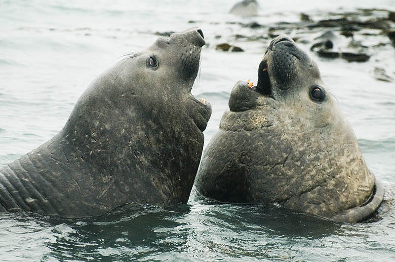 Elephant seals at play
