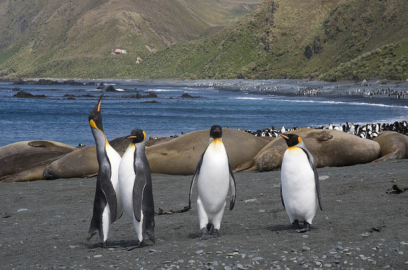 King Penguin rookery, Sandy Bay