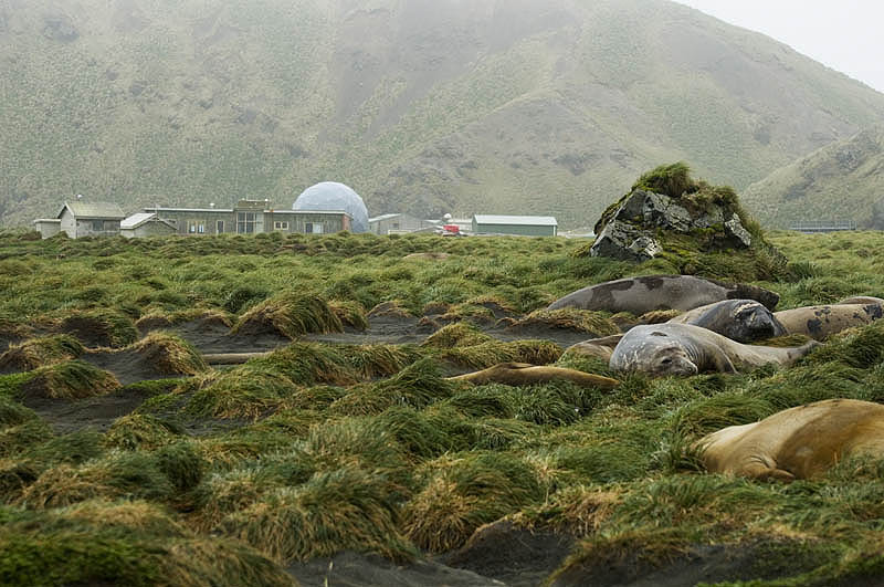 The Antarctic Division station, with elephant seals