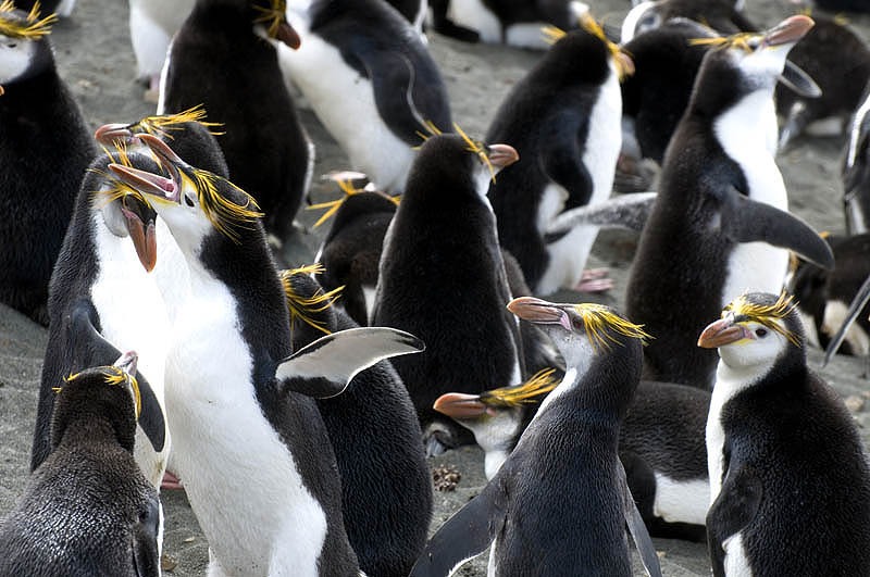 Royal Penguins, Sandy Bay