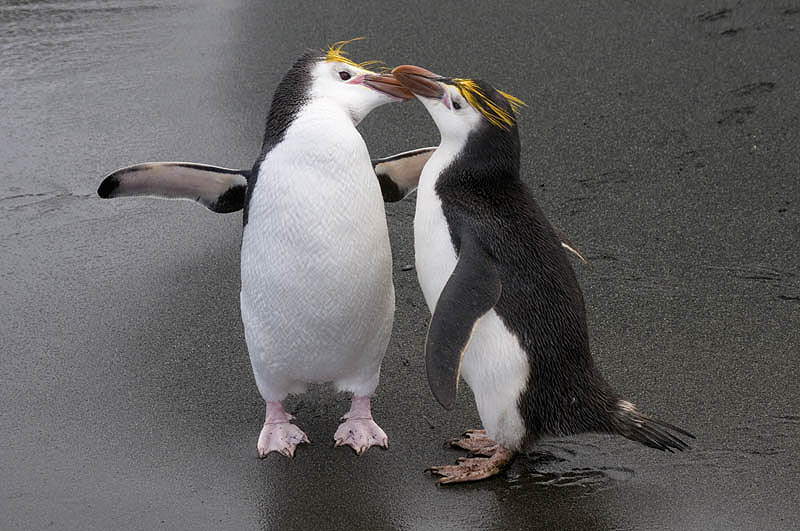 Macquarie Island: Love you, too