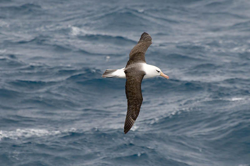 Campbell Island Albatross(?) in flight