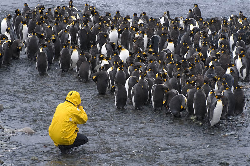 Posing with King Penguins (3)