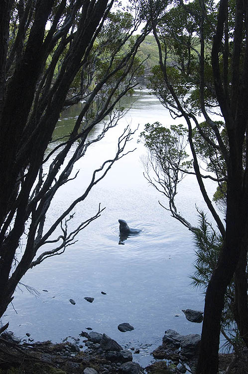 Solitary sea lion in calm waters, Sub-Antarctic NZ
