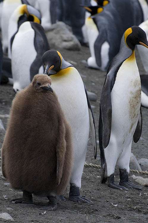 King penguins with fledgling