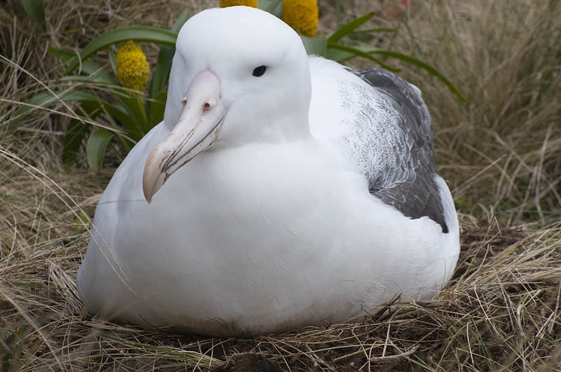 Southern royal albatross nesting, Campbell I.