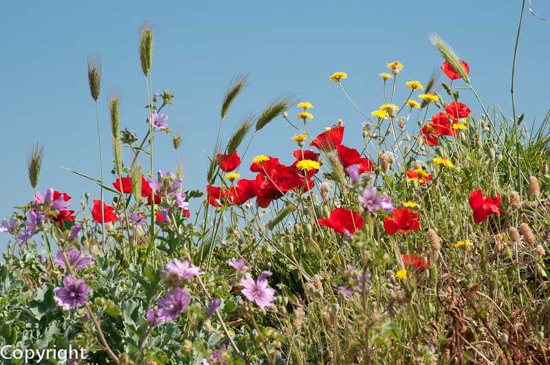 Summer poppies