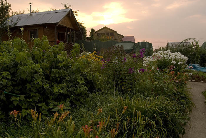 Dawn over a dacha garden, just outside Moscow's west