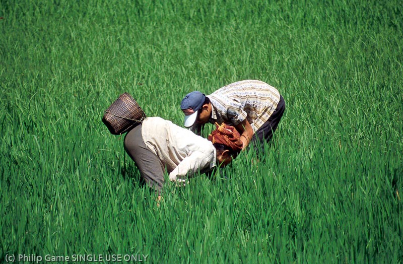 Bent over in the rice paddies