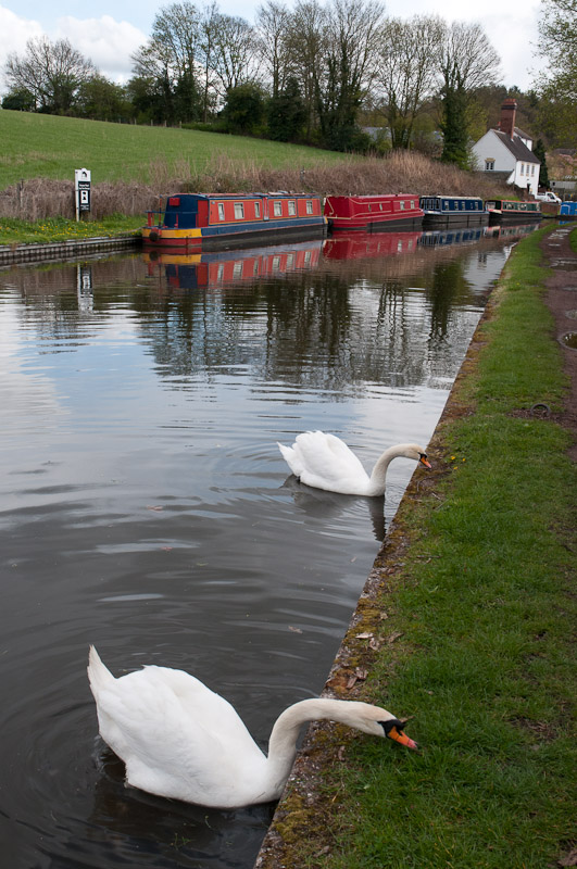 Swans grazing, Stewponey