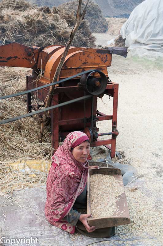Balti woman winnowing wheat at Turtuk