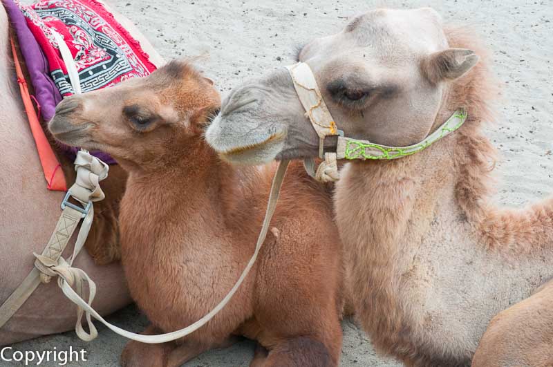 Bactrian camels ready to ride at a carnival in Hunder
