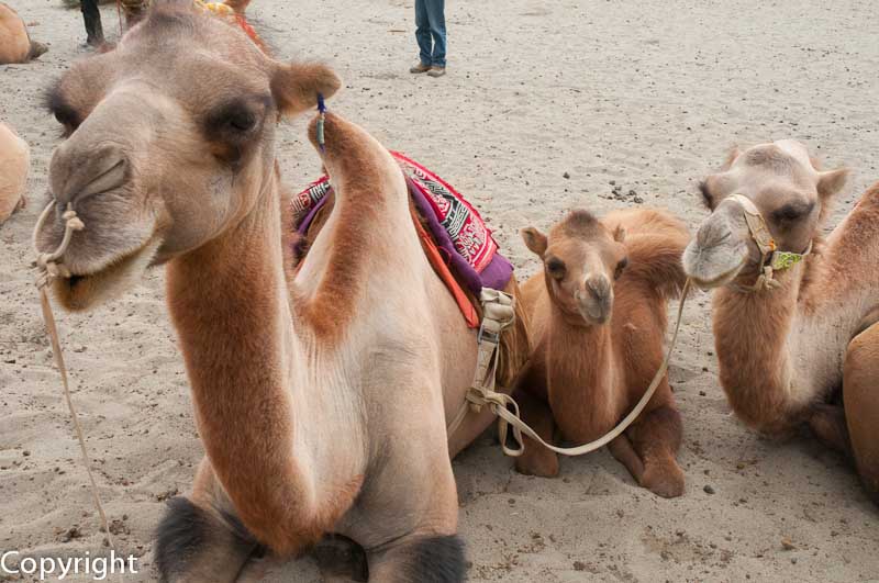 Bactrian camels ready to ride at a carnival in Hunder