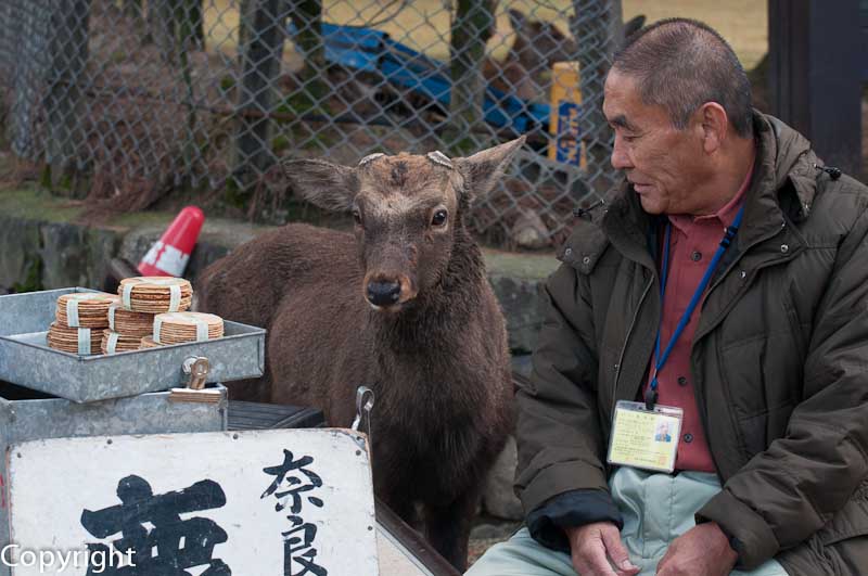 One of Nara's ubiquitous deer showing a close interest in the deer food crackers sold to tourists