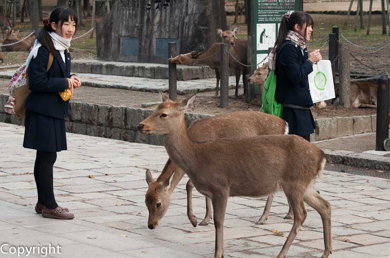 Schoolchildren with deer - very Nara