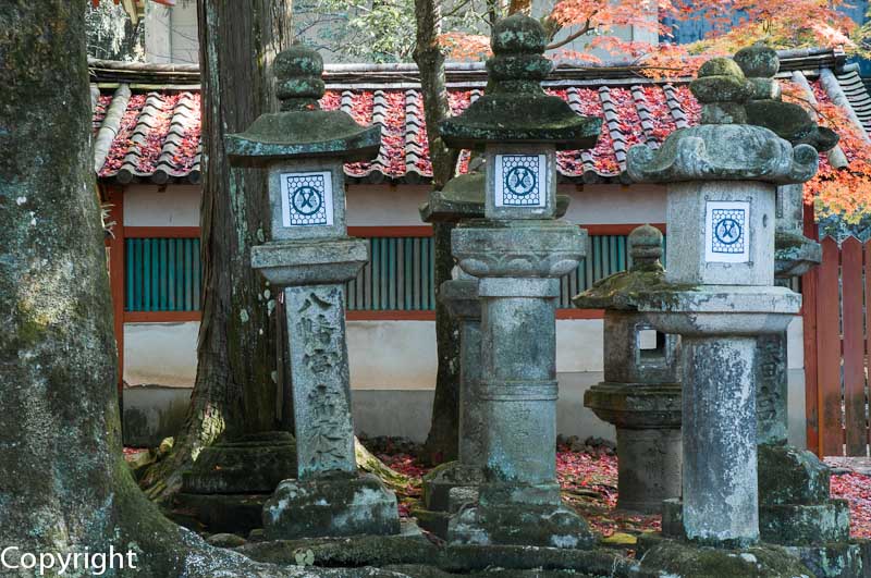 Stone lanterns of Kasuga Taisha Shrine
