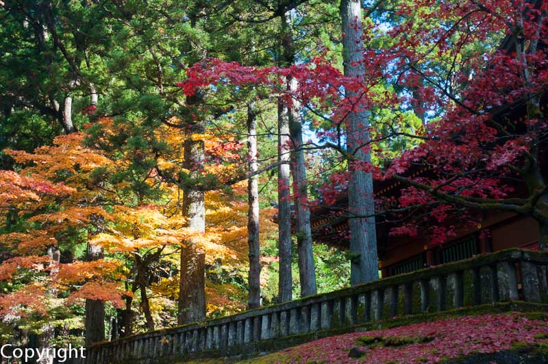 Autumn colours, Nikko