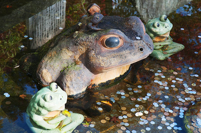 Froggy pond at Arashiyama, Kyoto