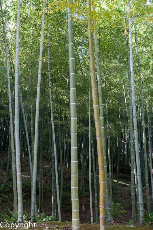 Bamboo groves at Arashiyama, Kyoto