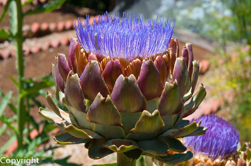 Flowering globe artichoke at Cloudehill