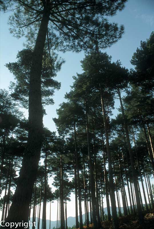 Pine forests, Las Hurdes