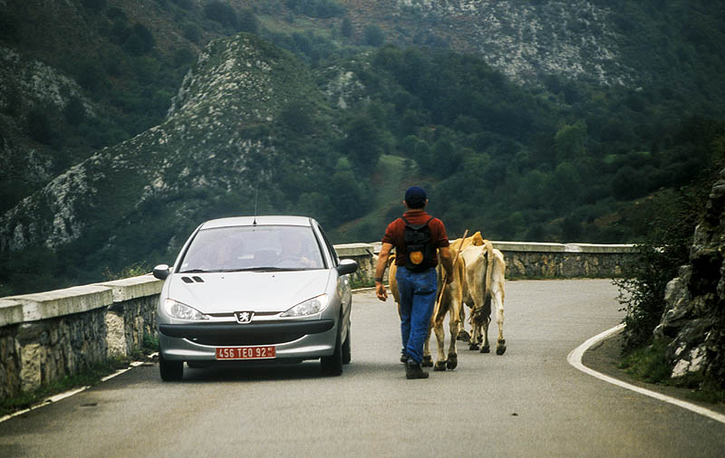 Cattle on the road, Picos de Europa